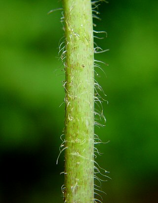 Stylophorum_diphyllum_lower_stem.jpg