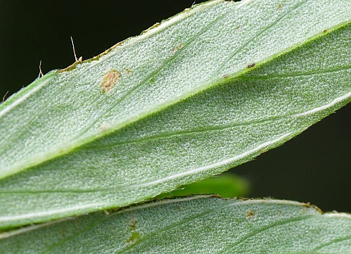 Stylosanthes_biflora_leaf2a.jpg