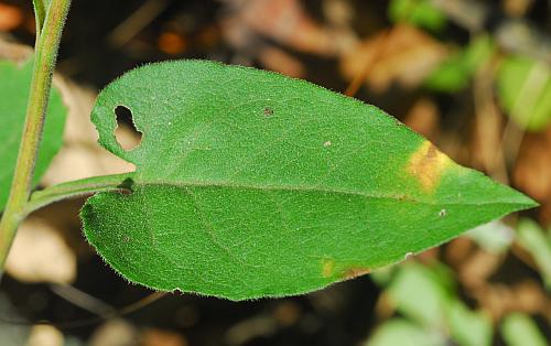 Symphyotrichum_anomalum_leaf1.jpg