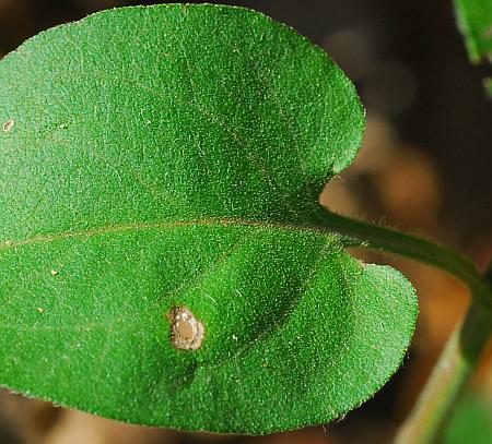 Symphyotrichum_anomalum_leaf1a.jpg