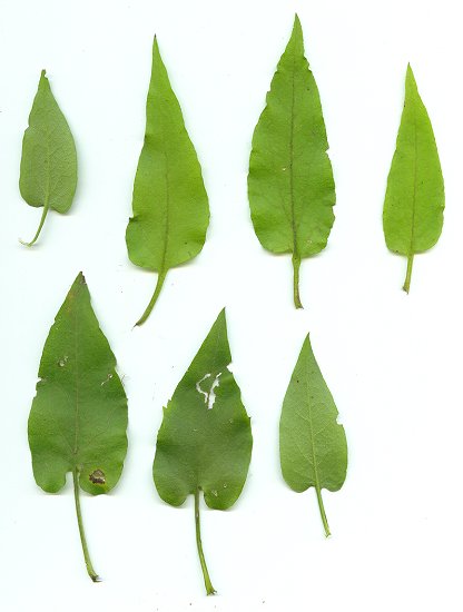 Symphyotrichum_anomalum_leaves.jpg