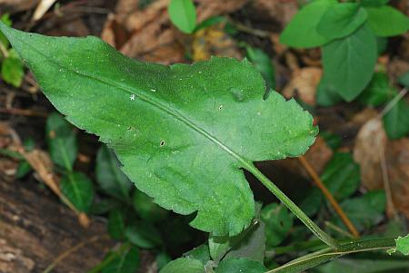 Symphyotrichum_cordifolium_leaf1.jpg