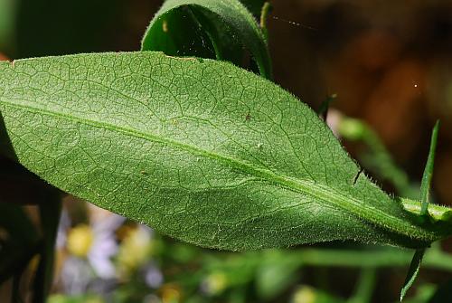 Symphyotrichum_cordifolium_leaf2.jpg