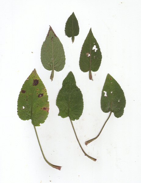 Symphyotrichum_drummondii_leaves.jpg