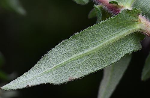 Symphyotrichum_novae-angliae_leaf2.jpg