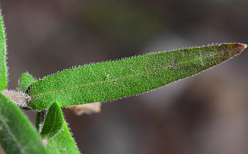 Symphyotrichum_oblongifolium_leaf1.jpg