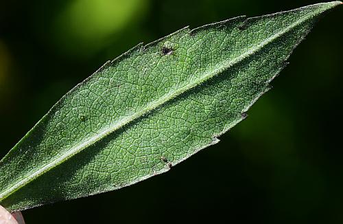 Symphyotrichum_ontarionis_leaf2.jpg