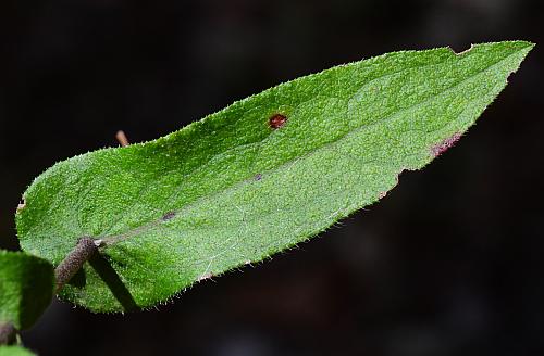 Symphyotrichum_patens_leaf1.jpg