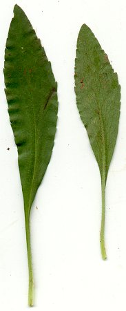 Symphyotrichum_pilosum_leaves.jpg