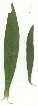 Symphyotrichum_pilosum_leaves2.jpg