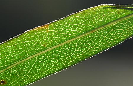 Symphyotrichum_praealtum_leaf.jpg