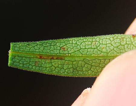 Symphyotrichum_praealtum_leaf2.jpg
