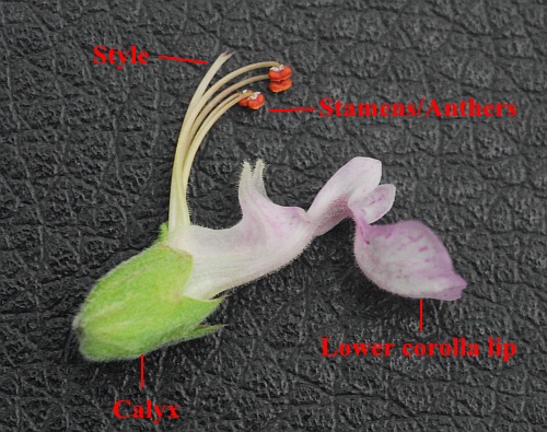 Teucrium_canadense_diagram.jpg