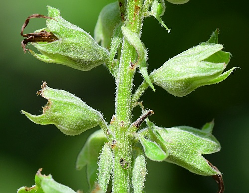 Teucrium_canadense_fruits1.jpg