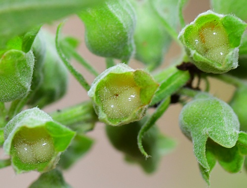 Teucrium_canadense_fruits2.jpg