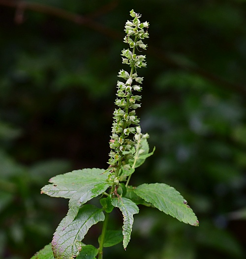 Teucrium_canadense_infructescence.jpg