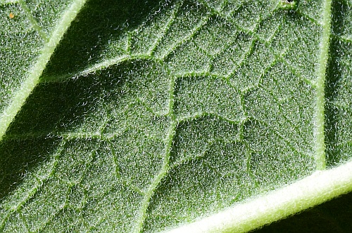 Teucrium_canadense_leaf2a.jpg
