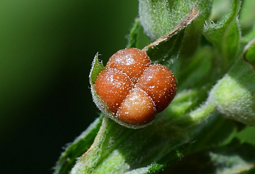 Teucrium_canadense_nutlets.jpg