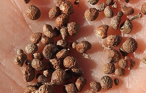 Teucrium_canadense_seeds.jpg