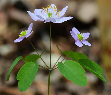 Thalictrum_thalictroides_inflorescence.jpg