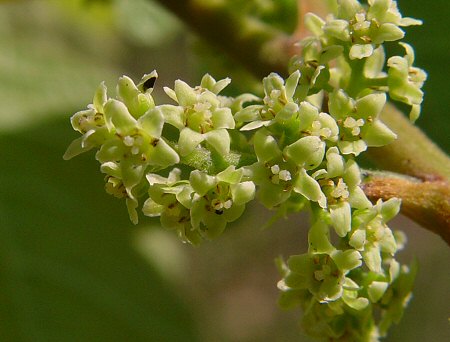 Toxicodendron_pubescens_flowers.jpg
