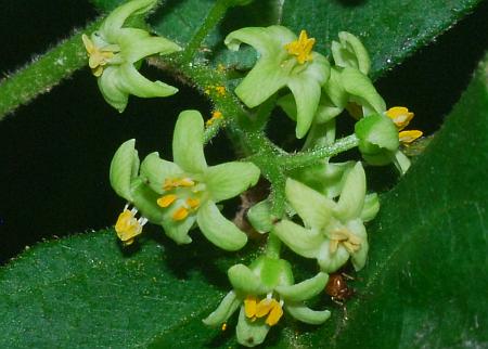 Toxicodendron_radicans_flowers.jpg
