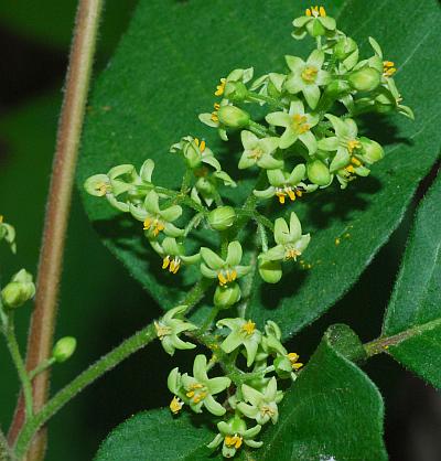 Toxicodendron_radicans_inflorescence.jpg