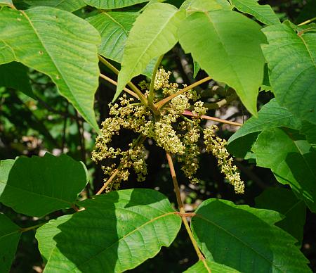 Toxicodendron_radicans_inflorescence1.jpg