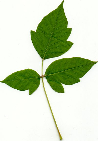 Toxicodendron_radicans_leaf.jpg