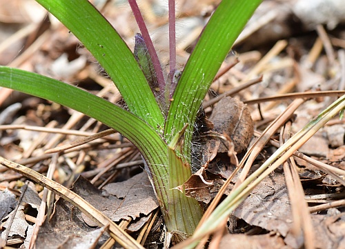 Tradescantia_longipes_base.jpg