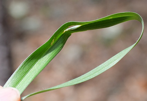 Tradescantia_longipes_leaf.jpg