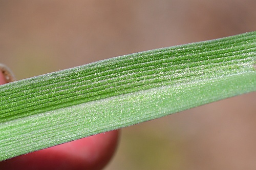 Tradescantia_longipes_leaf1.jpg