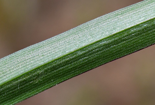 Tradescantia_longipes_leaf2.jpg
