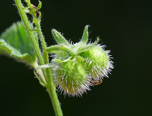Tragia_betonicifolia_fruit2.jpg