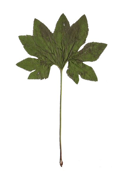 Trautvetteria_caroliniensis_basal_leaf.jpg