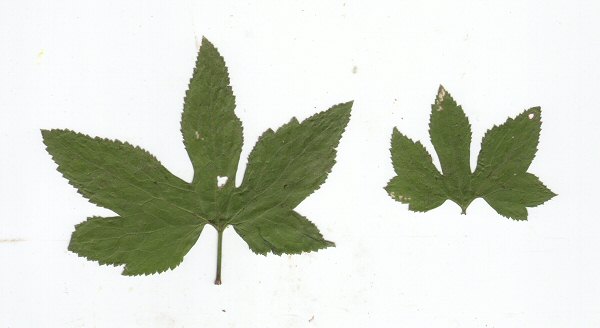 Trautvetteria_caroliniensis_cauline_leaves.jpg