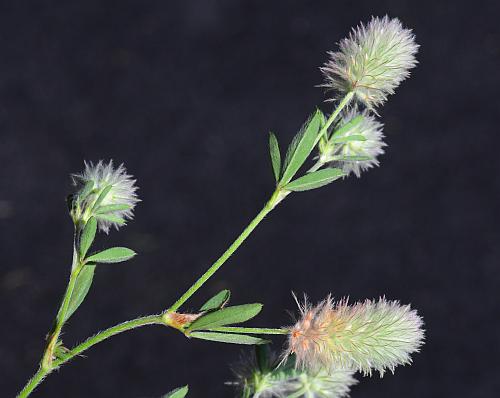 Trifolium_arvense_inflorescences.jpg