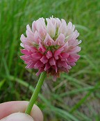 Trifolium hybridum thumbnail