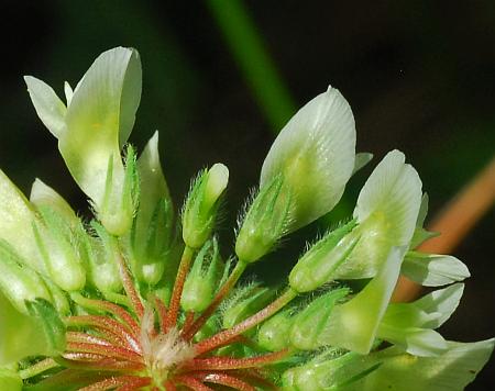 Trifolium_reflexum_calyces.jpg