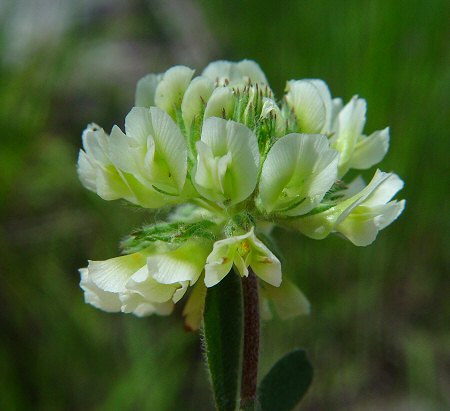 Trifolium_reflexum_flowers.jpg