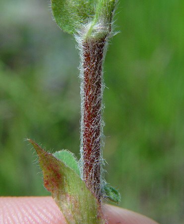 Trifolium_reflexum_stem.jpg