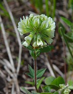 Trifolium reflexum thumbnail