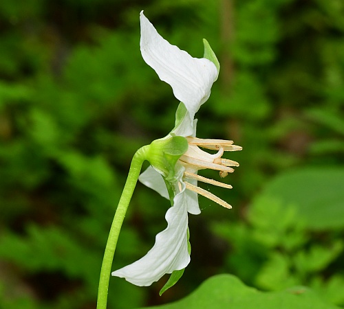 Trillium_flexipes_lateral.jpg