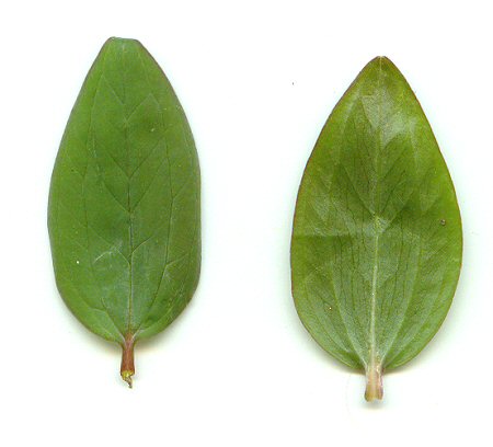Trillium_nivale_leaves.jpg