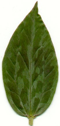 Trillium_sessile_leaf.jpg