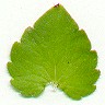 Triodanis_perfoliata_leaf.jpg