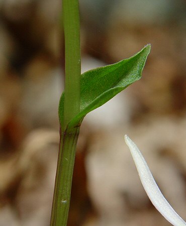 Triphora_trianthophoros_leaf.jpg