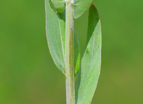 Turritis_glabra_glaucous.jpg