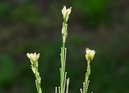 Turritis_glabra_inflorescences.jpg