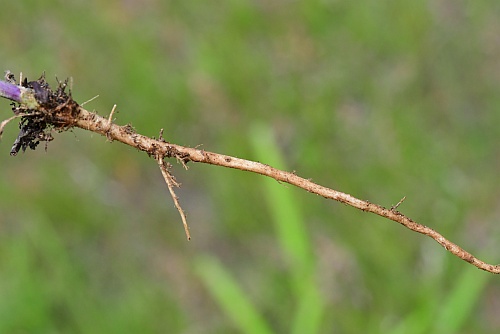 Turritis_glabra_root.jpg